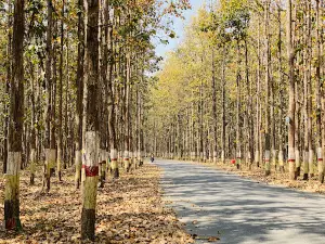 सेल्फी रोड पथरी