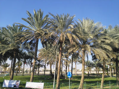 King Abdullah Garden
