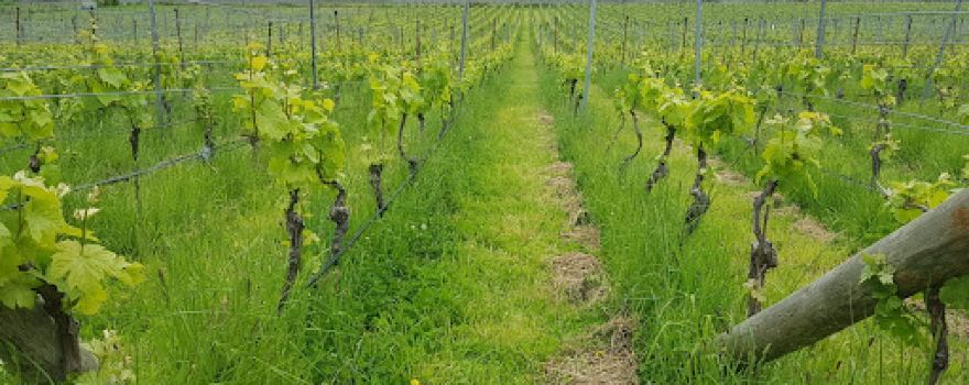 'Ese Vineyard - Torch Bearer Wines