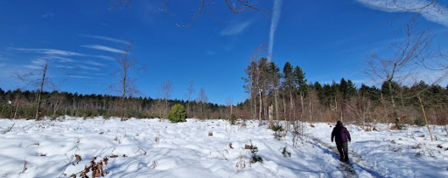 Grenoside Woods
