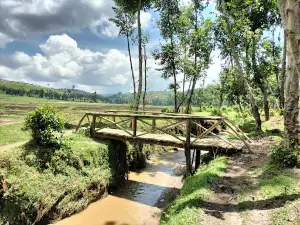Gishwati-Mukura National Park and Biosphere Reserve