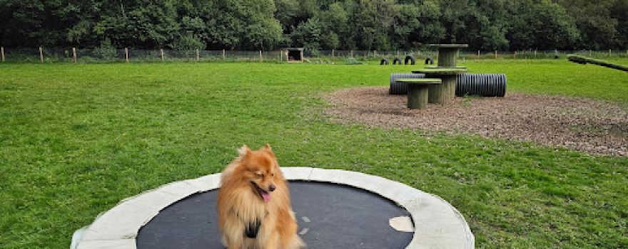 Islwyn Secure Dog Walking Field