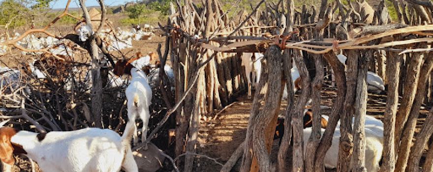 Omusaona Traditional Himba Village