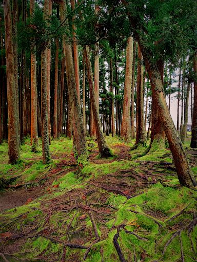 Antigo Pomar das Caldeiras da Lagoa das Furnas