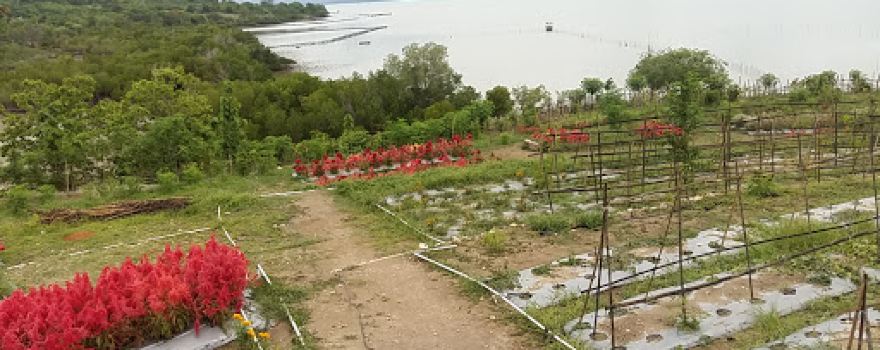 Pitay Garden