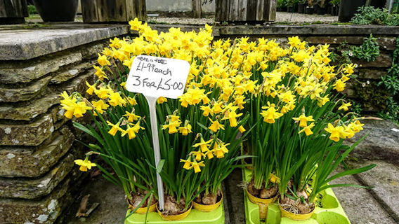 Tartendown Nurseries