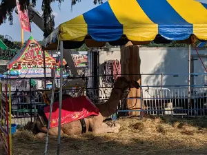 Orange County Fair Concession