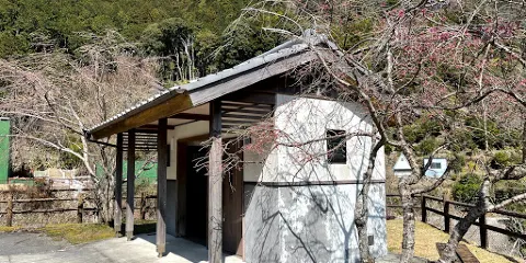 広川ダムの桜