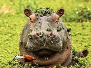 Lake Naivasha Achas Boat Safaris