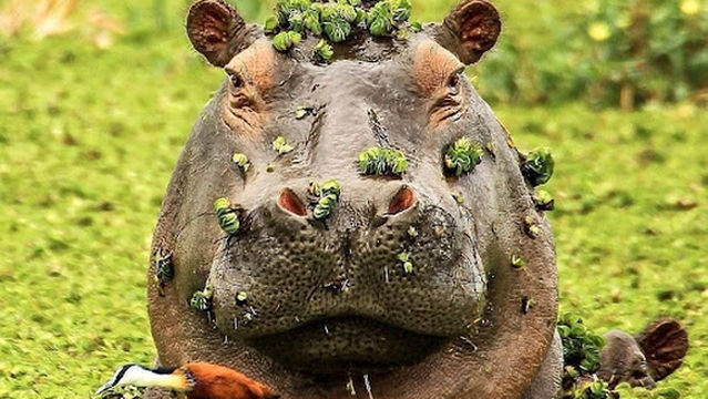 Lake Naivasha Achas Boat Safaris