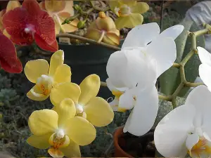 Davidson Greenhouse & Nursery Inc