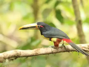 San Tadeo Birding