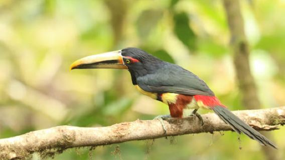 San Tadeo Birding