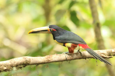 San Tadeo Birding