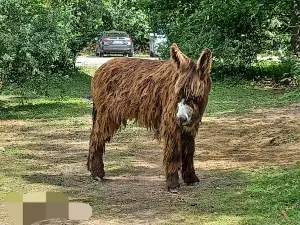 Muhu Ostrich Farm