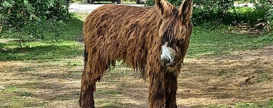 Muhu Ostrich Farm