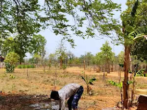 Bagdara Farms