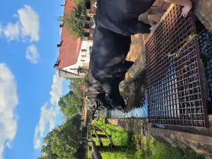 Irene Dairy Farm