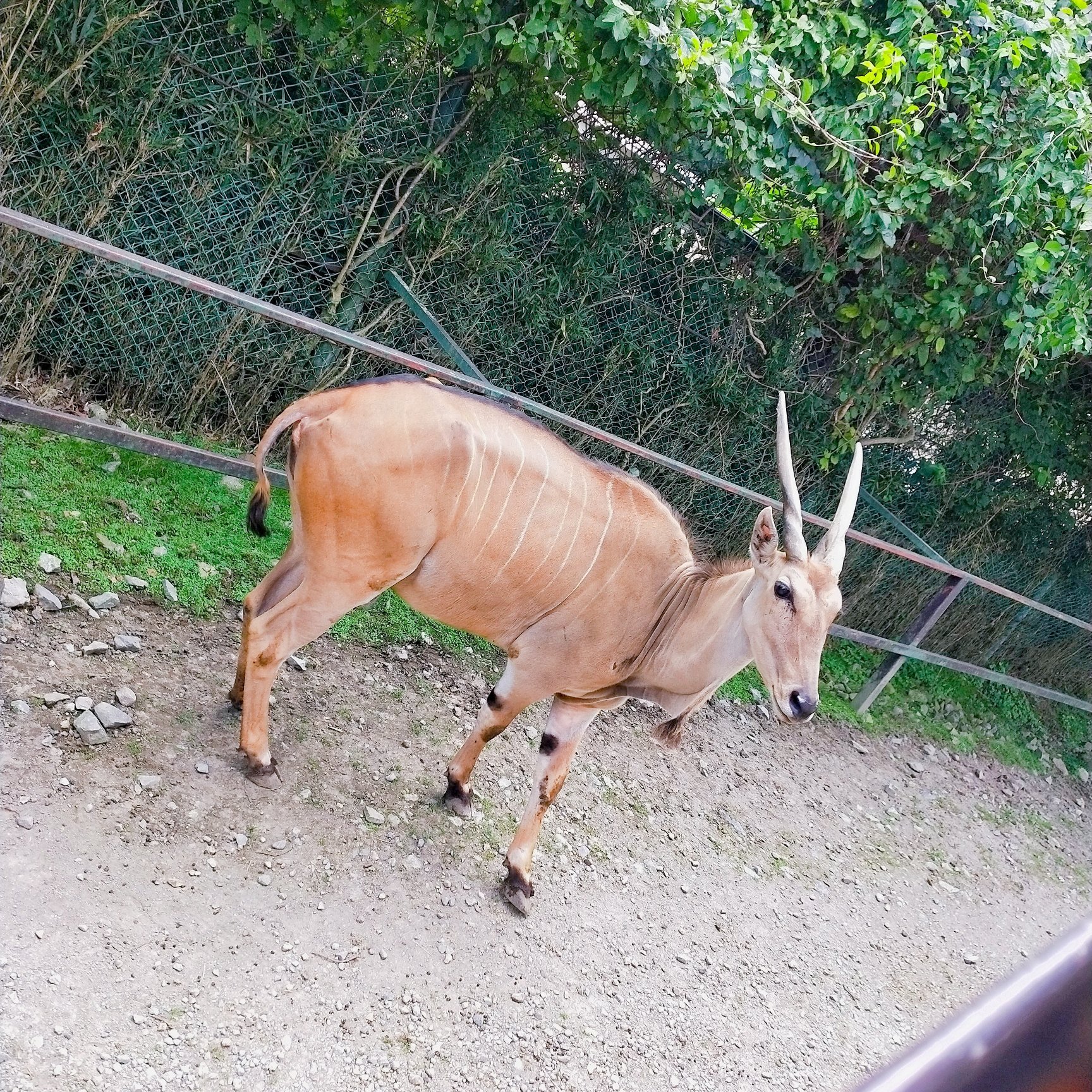杤木 那須サファリパーク 入場Eチケット 予約