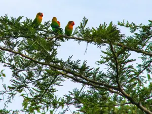 Lake Manyara Treetop Walkway