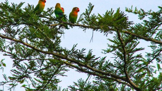 Lake Manyara Treetop Walkway