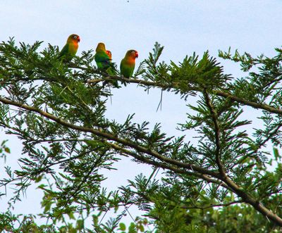 Lake Manyara Treetop Walkway