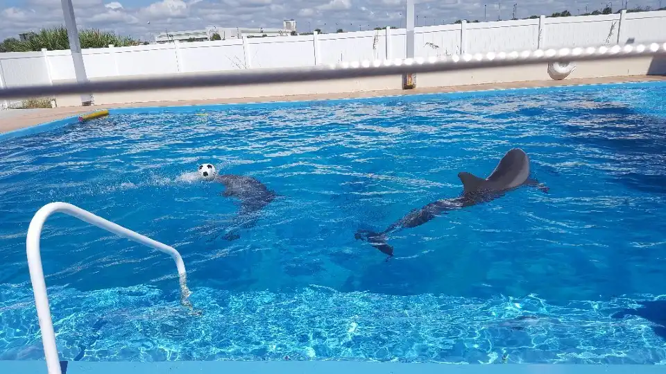 5_Gulfarium Marine Adventure Park