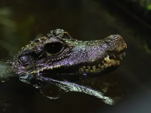 Tropikariet