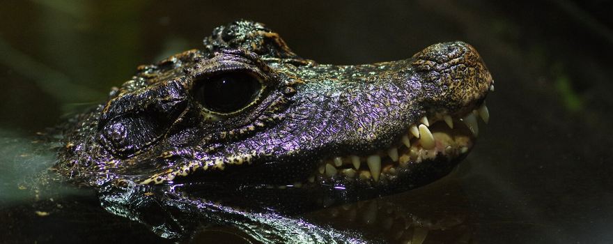 Tropikariet