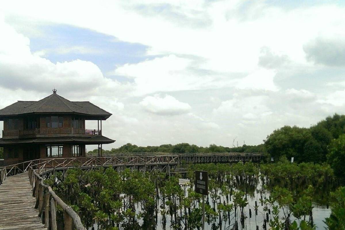 taman wisata alam mangrove