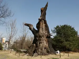Mulhyanggi Arboretum