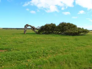 リー二ング・ツリーズ