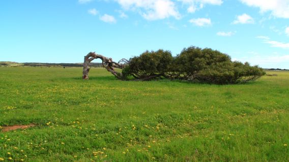 Leaning Tree