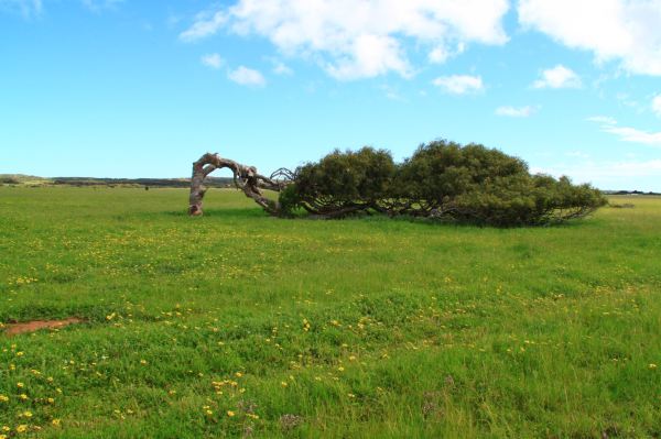 Leaning Tree
