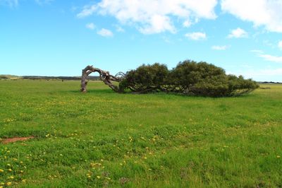 Leaning Tree