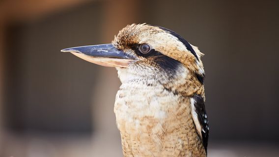 Oakvale Wildlife Park