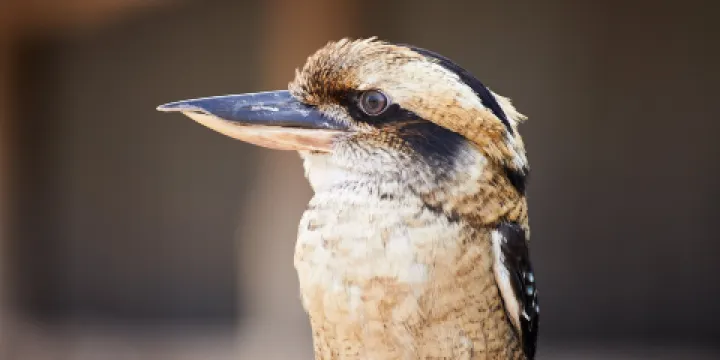 橡樹谷農場動物園