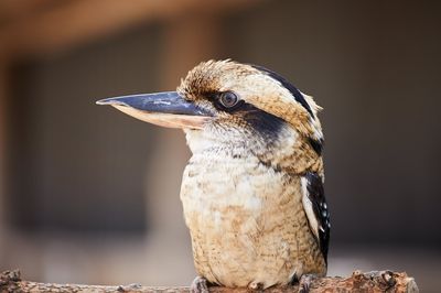 Oakvale Wildlife Park