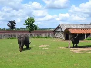 Animal park, Entertainment and Education