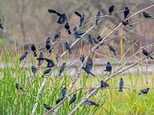 Santa Ana National Wildlife Refuge