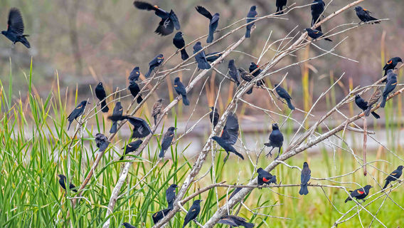 Santa Ana National Wildlife Refuge