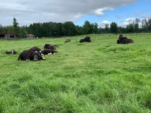 The Musk Ox Farm