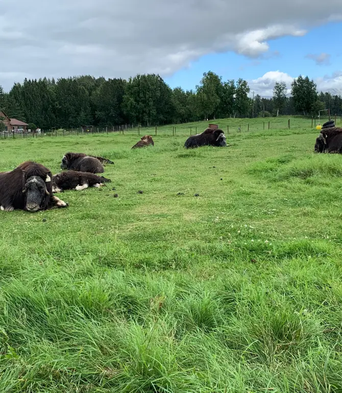 Farm Loop