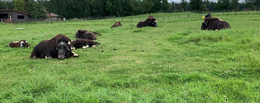 The Musk Ox Farm