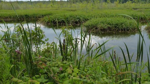 Iroquois National Wildlife Refuge