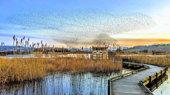 RSPB Conwy