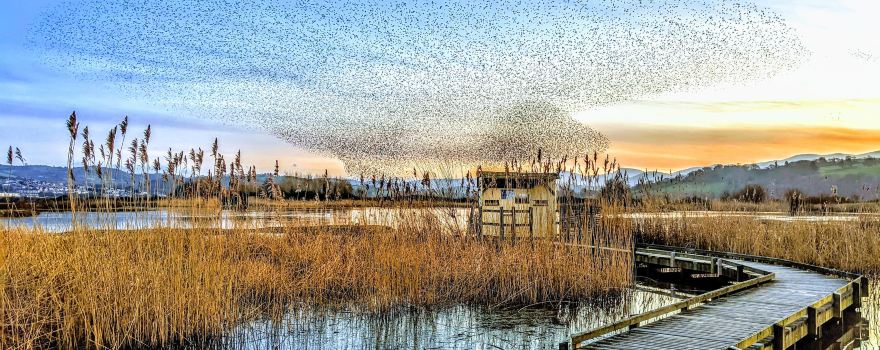 RSPB Conwy