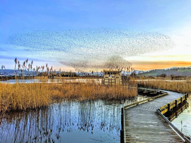 RSPB Conwy