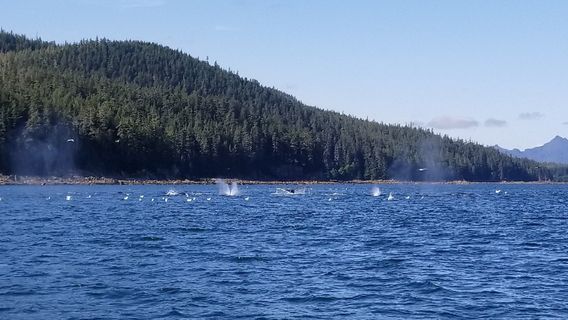 Misty Bay Lodge Whale Watching