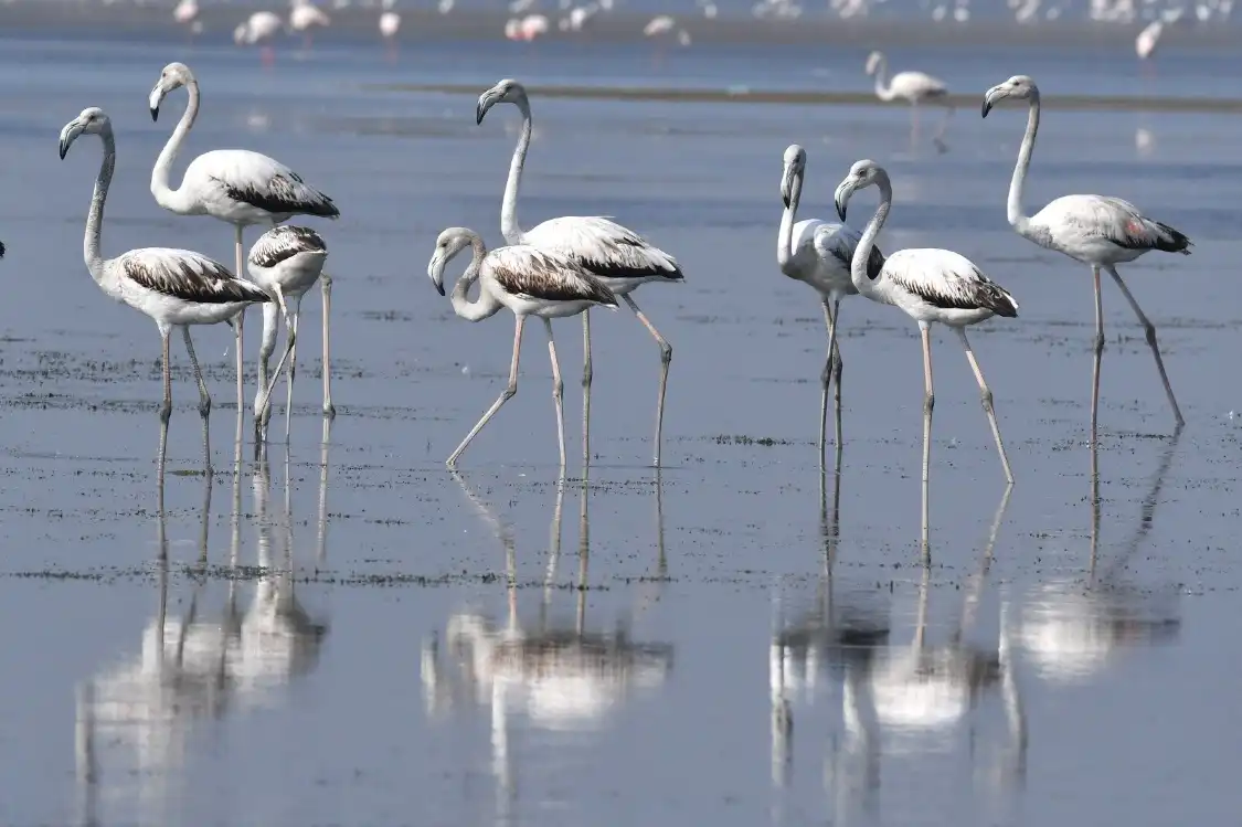 Hotels near Pulicat Lake